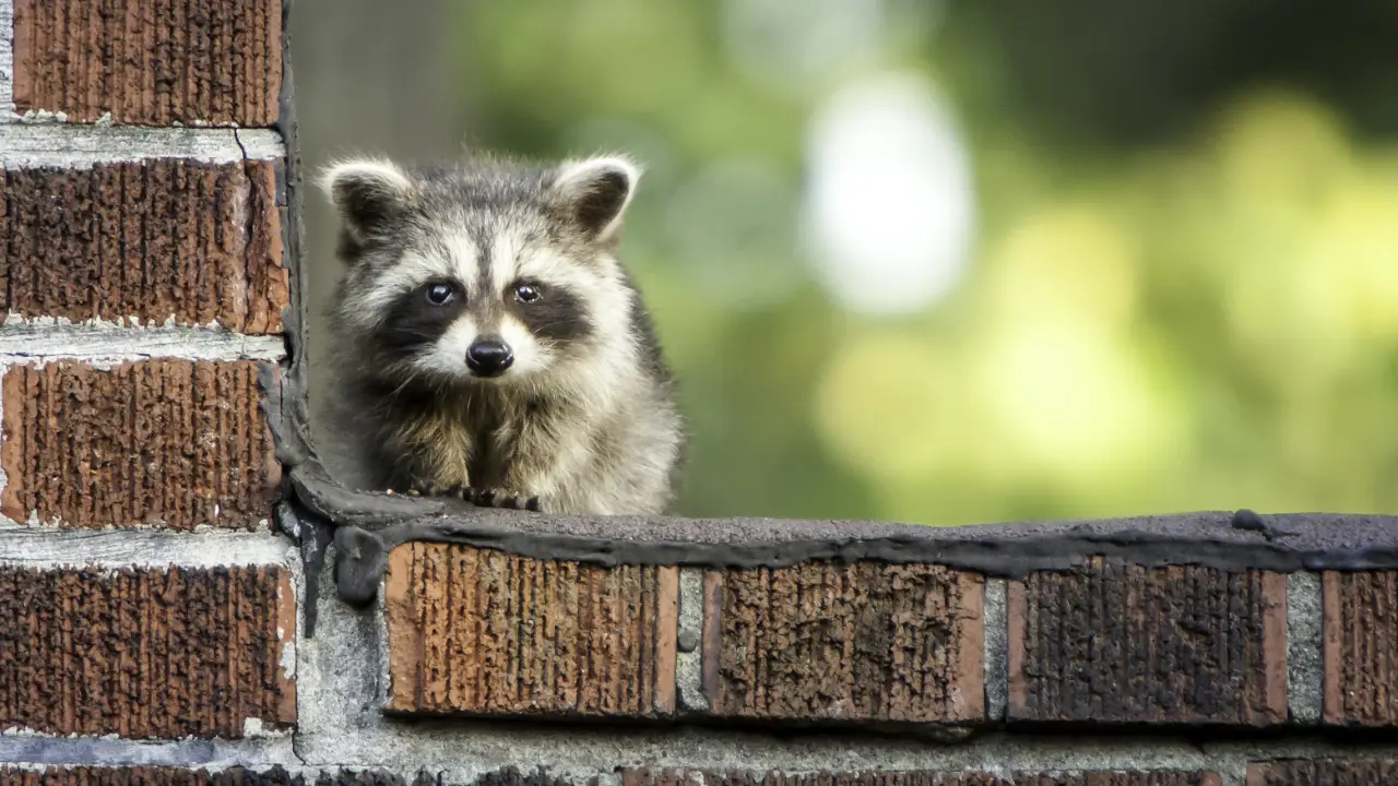 Animal Planet - Nature's Strangest Mysteries: Solved