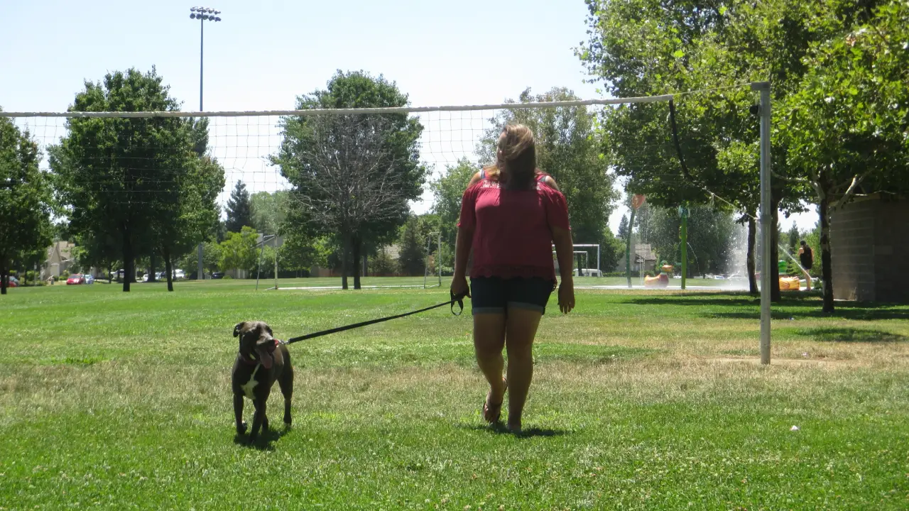 Pit Bulls & Parolees