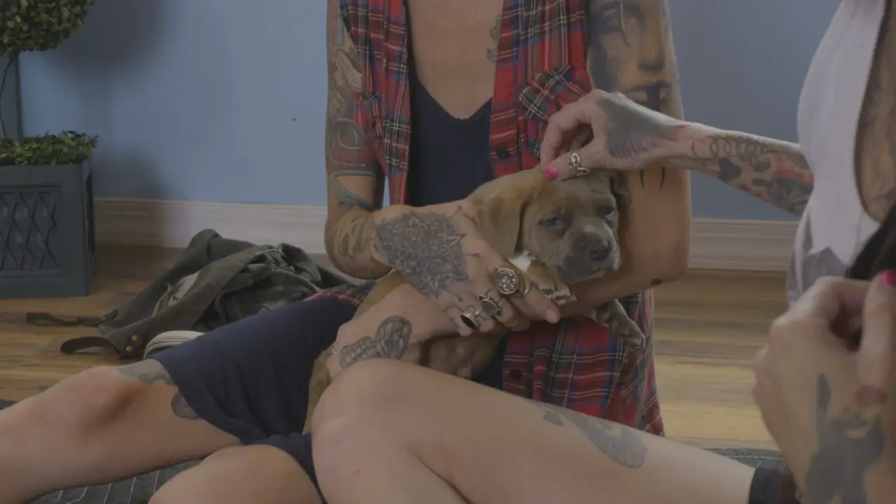 Animal Planet - Pit Bulls & Parolees