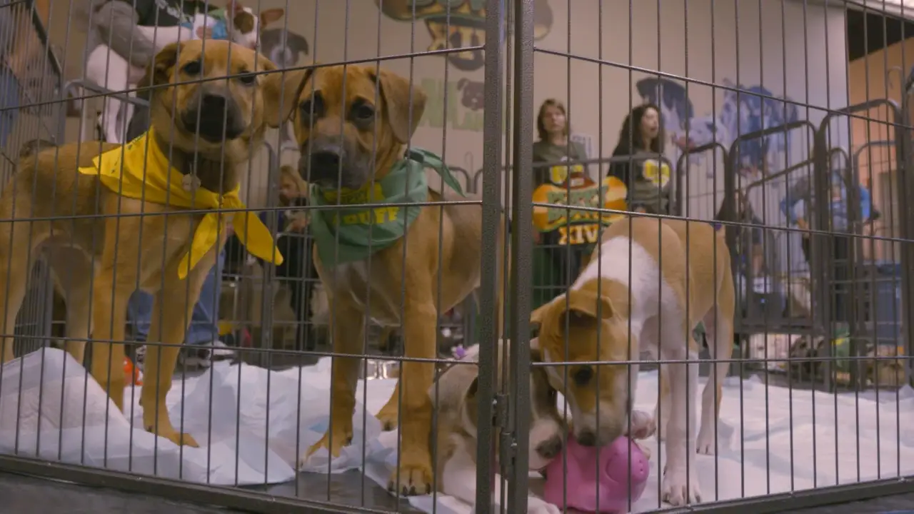 Animal Planet - Pit Bulls & Parolees