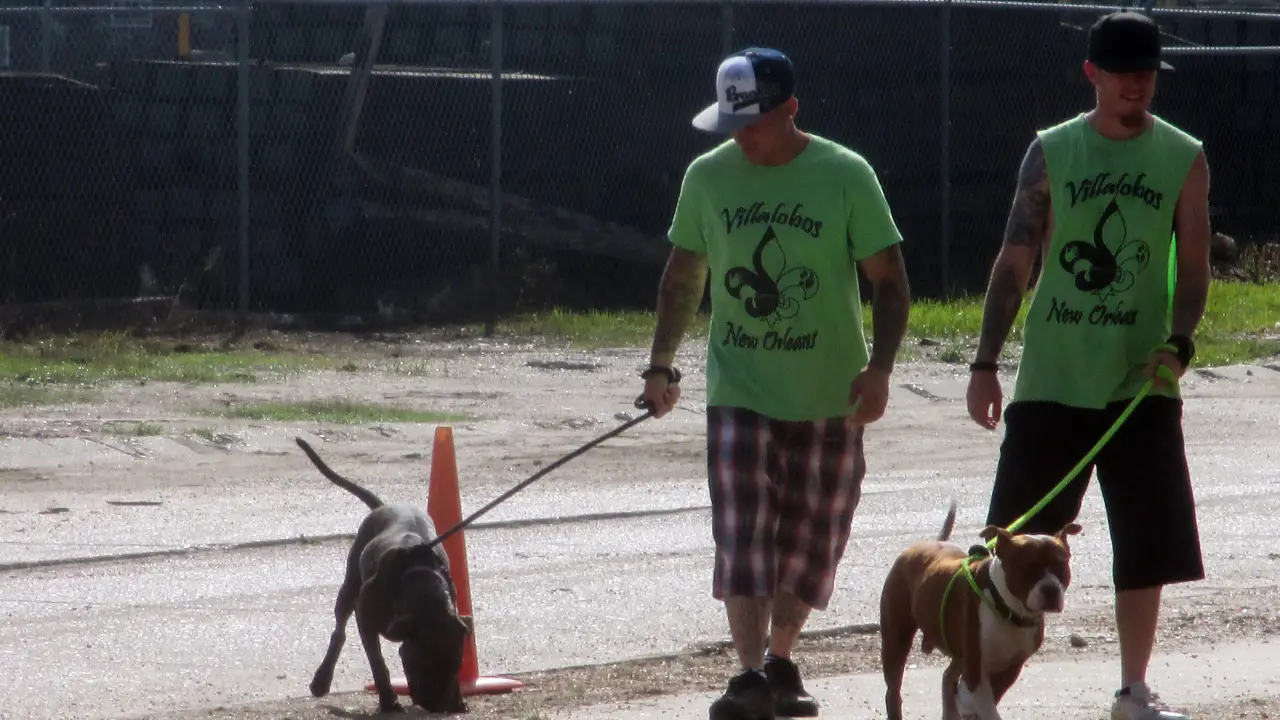 Animal Planet - Pit Bulls & Parolees