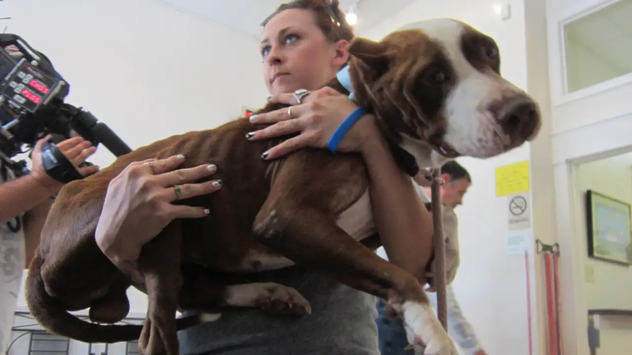 Animal Planet - Pit Bulls & Parolees
