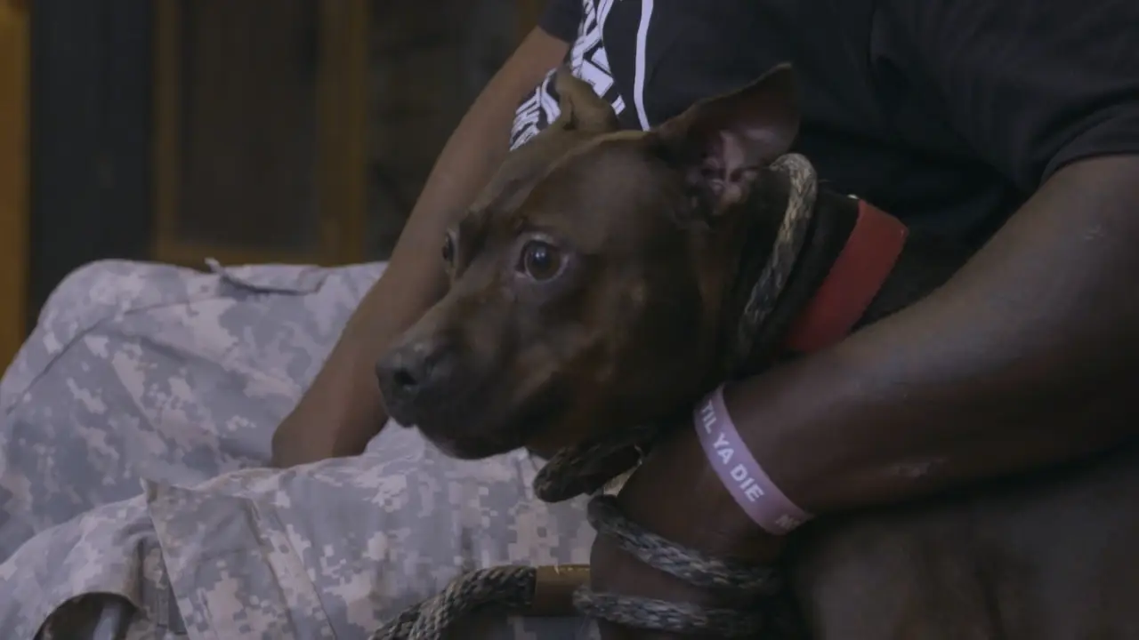 Pit Bulls & Parolees