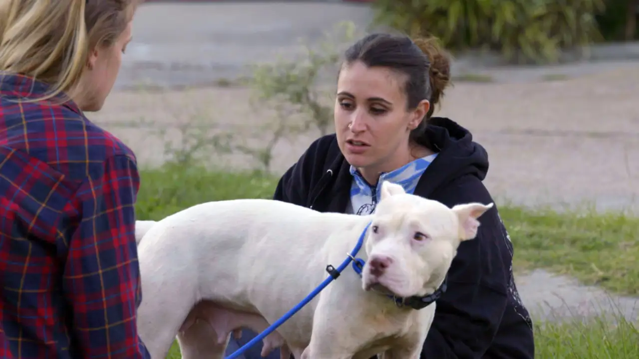 Pit Bulls & Parolees