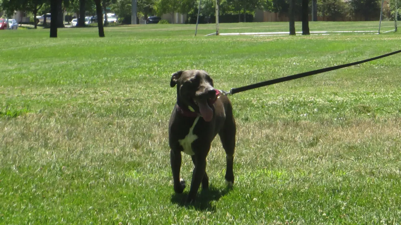 Animal Planet - Pit Bulls & Parolees