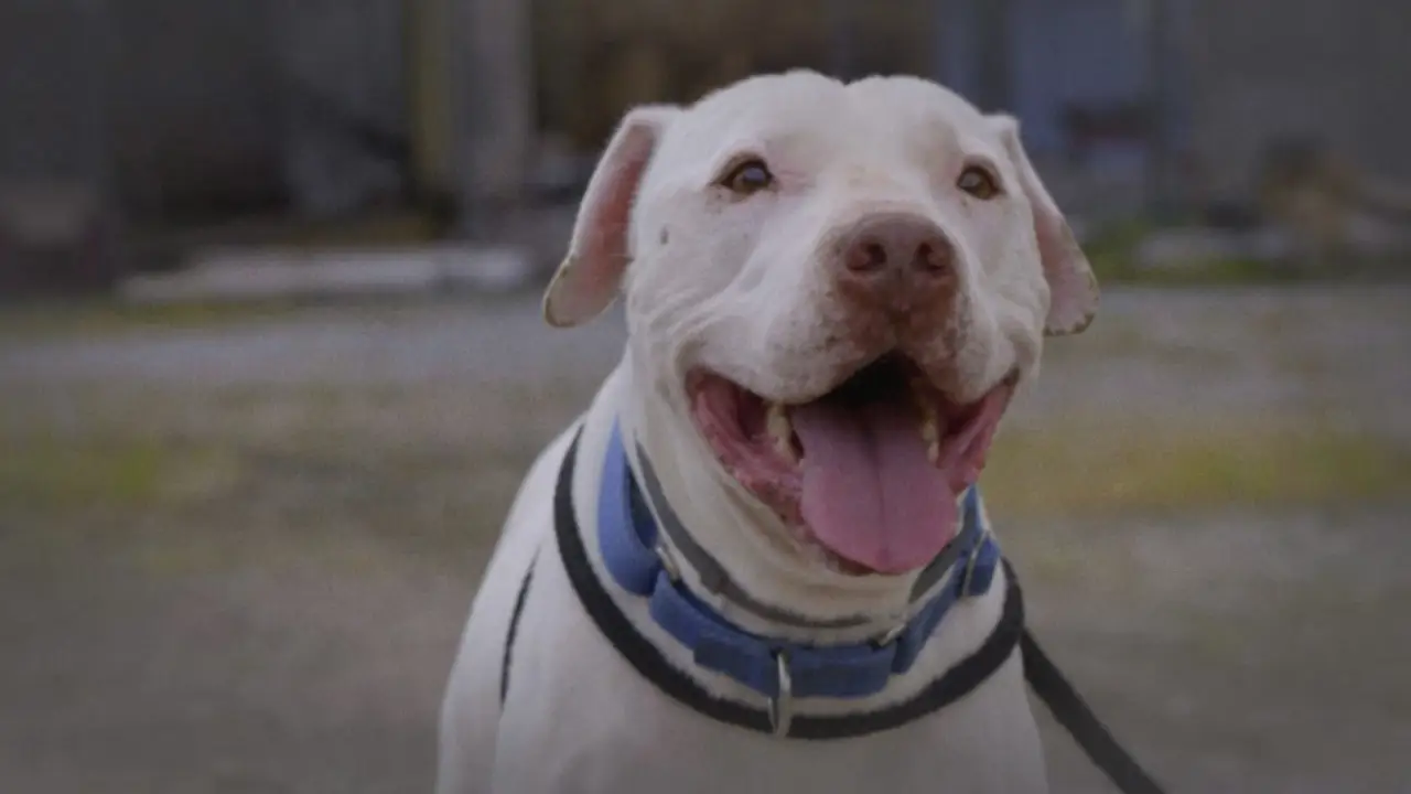 Pit Bulls & Parolees