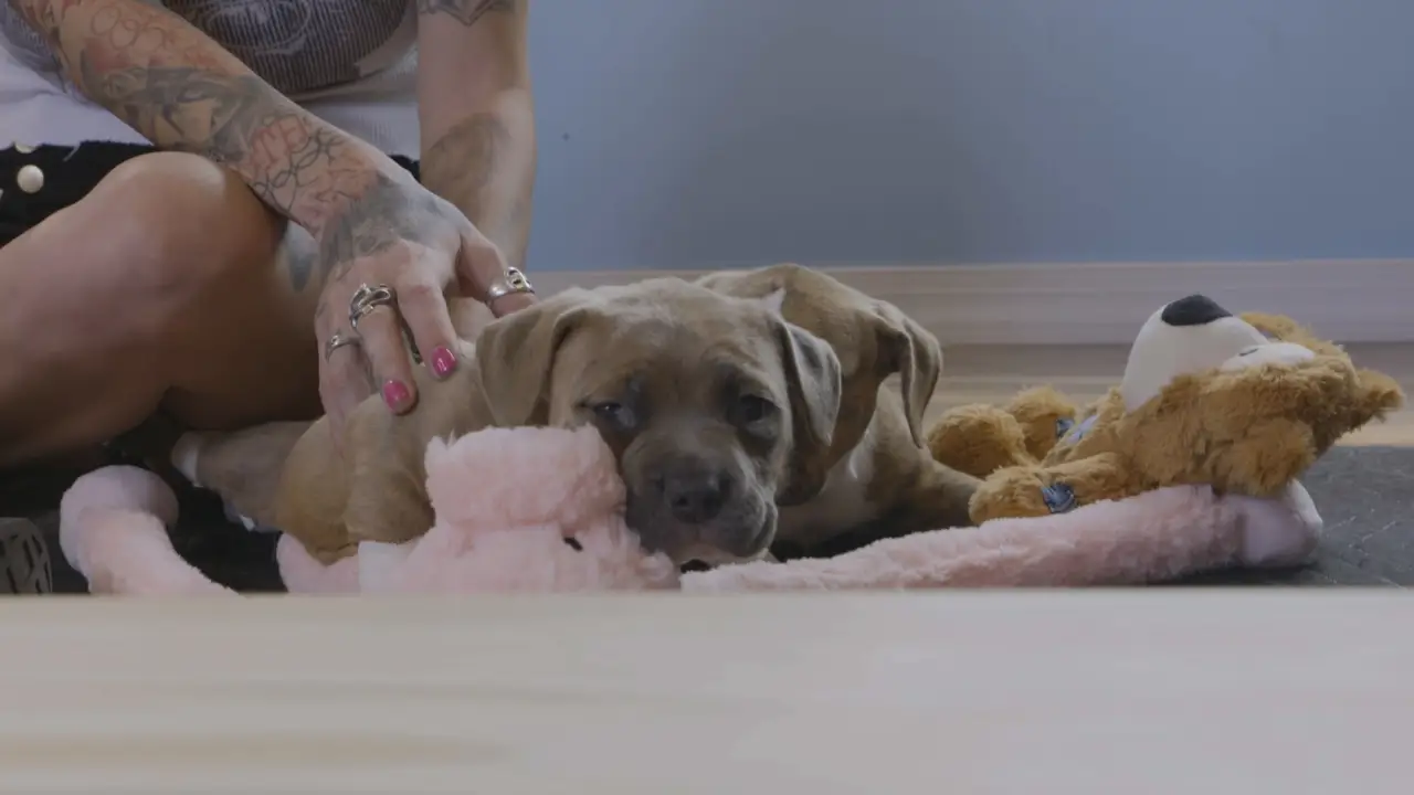 Animal Planet - Pit Bulls & Parolees