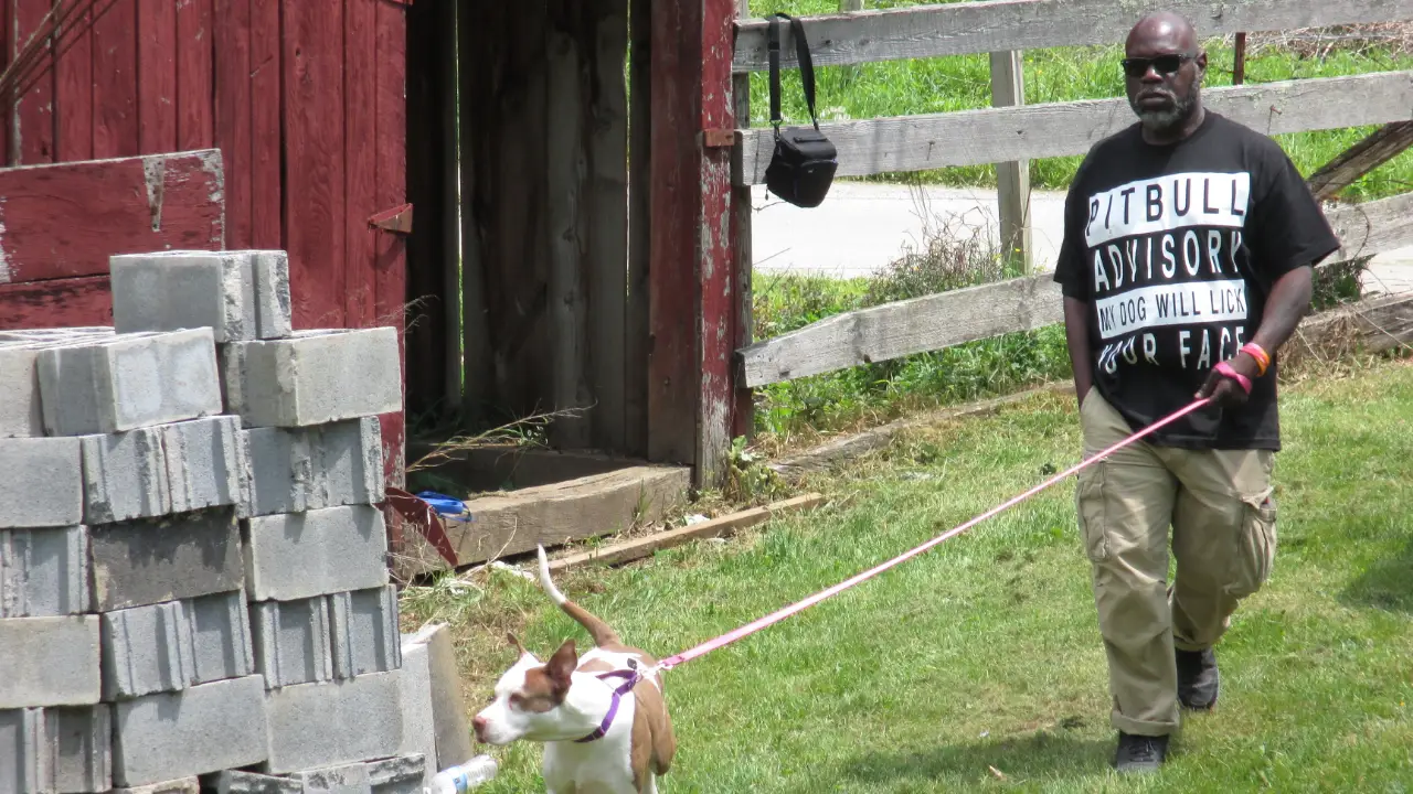 Pit Bulls & Parolees