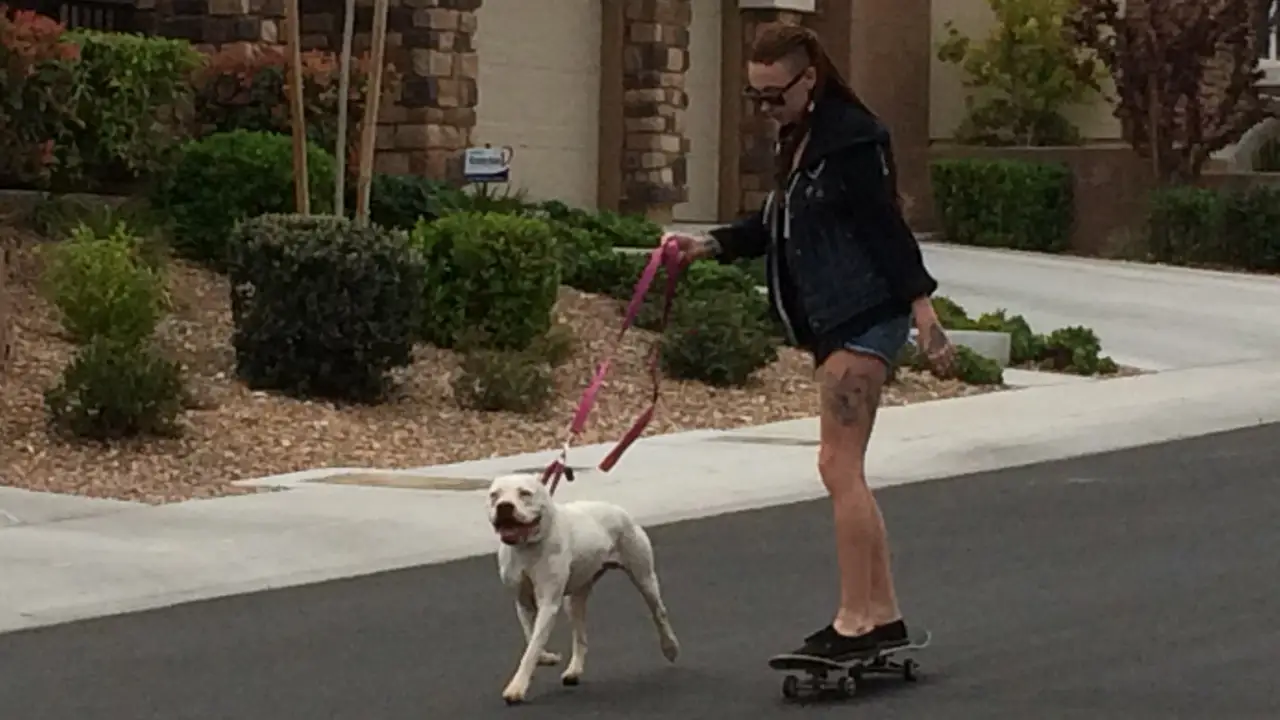 Pit Bulls & Parolees