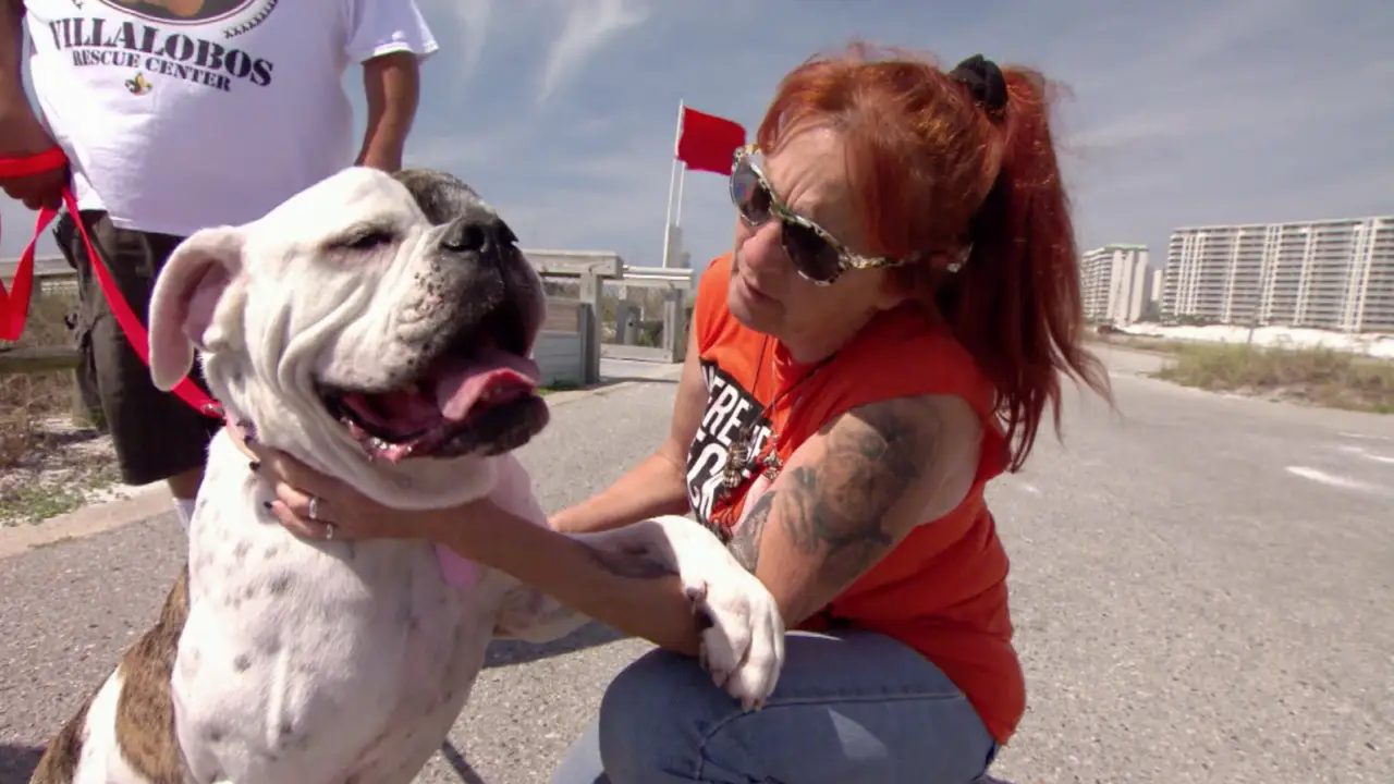 Pit Bulls & Parolees