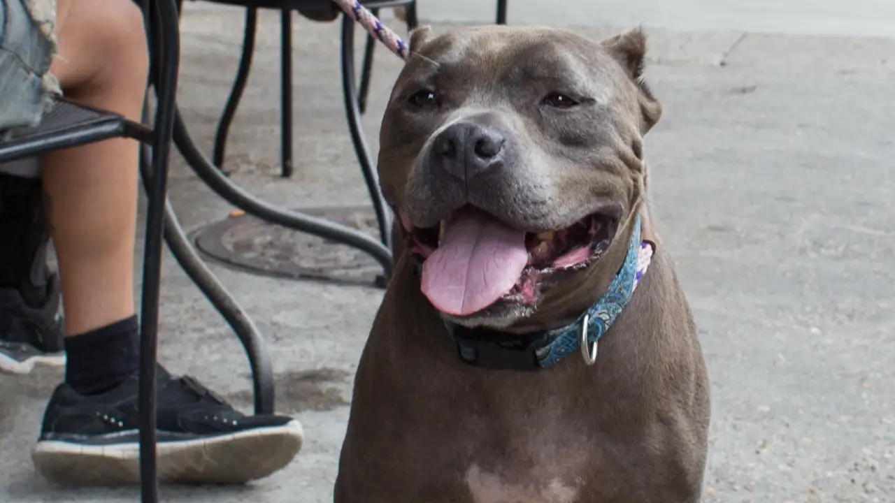 Animal Planet - Pit Bulls & Parolees