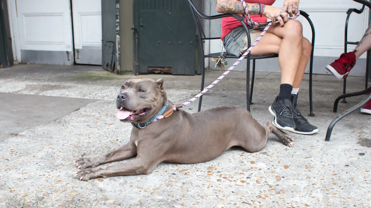 Pit Bulls & Parolees
