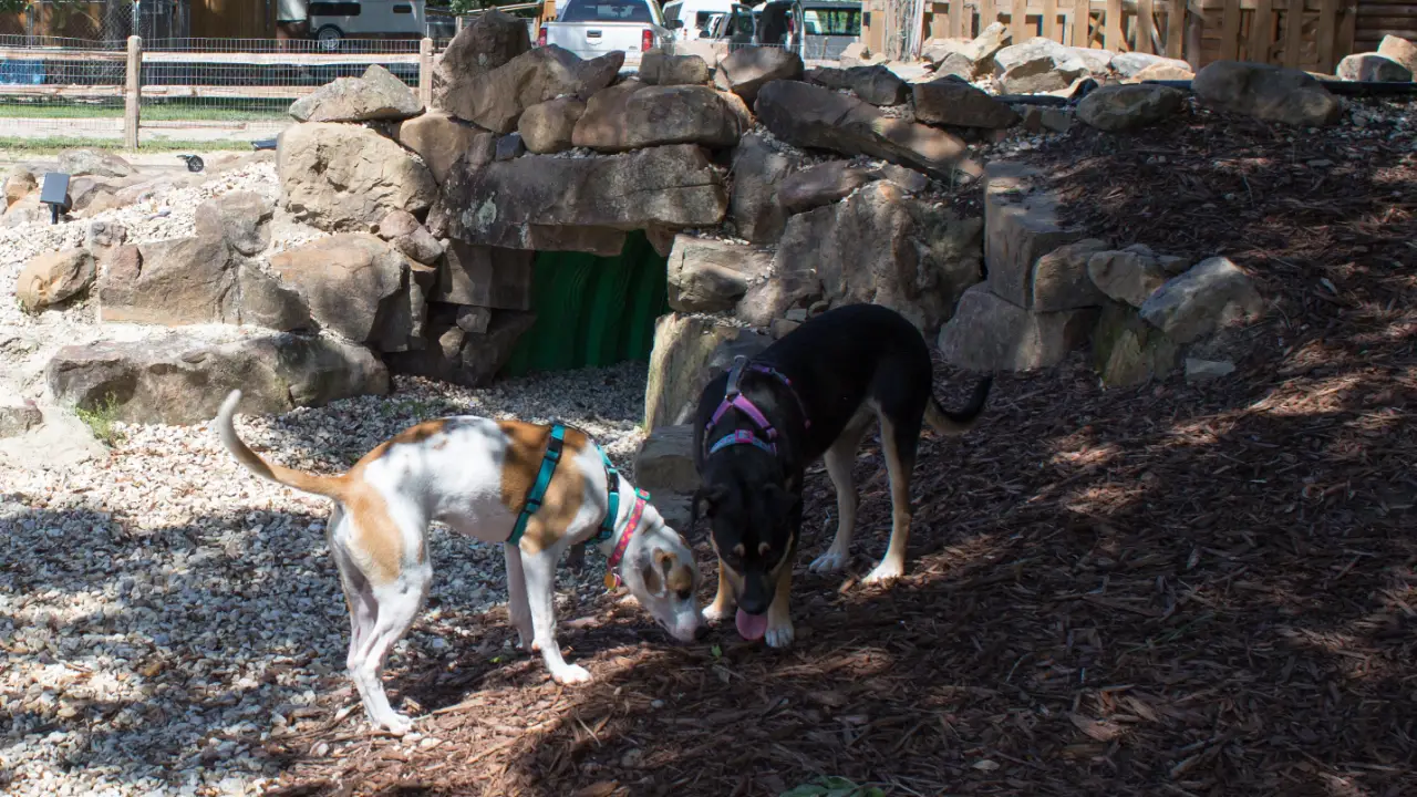 Animal Planet - Pit Bulls & Parolees