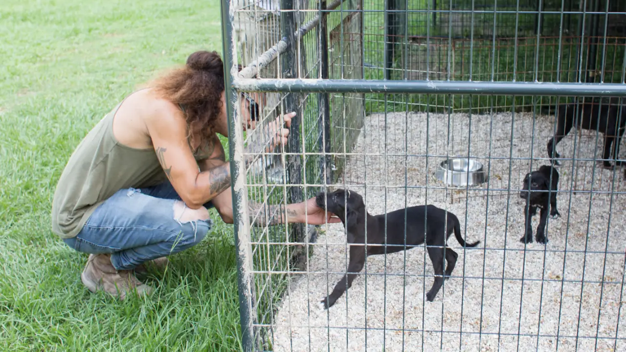 Pit Bulls & Parolees