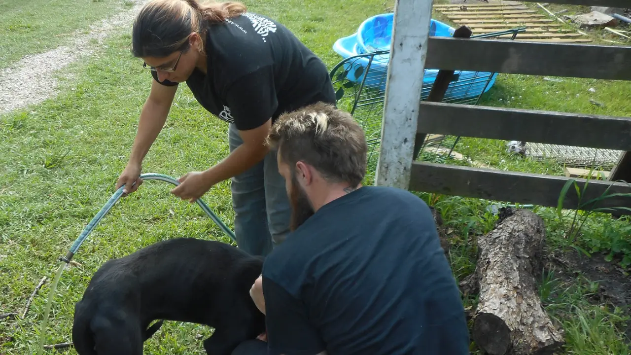 Animal Planet - Pit Bulls & Parolees
