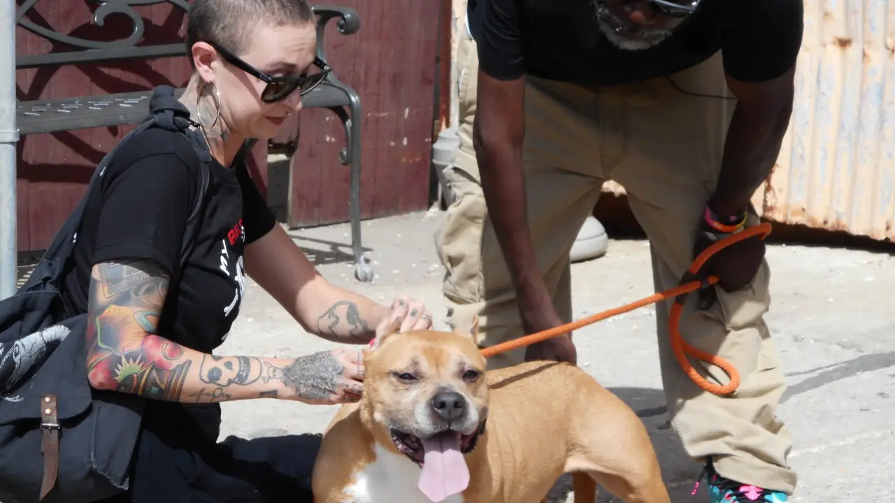 Animal Planet - Pit Bulls & Parolees