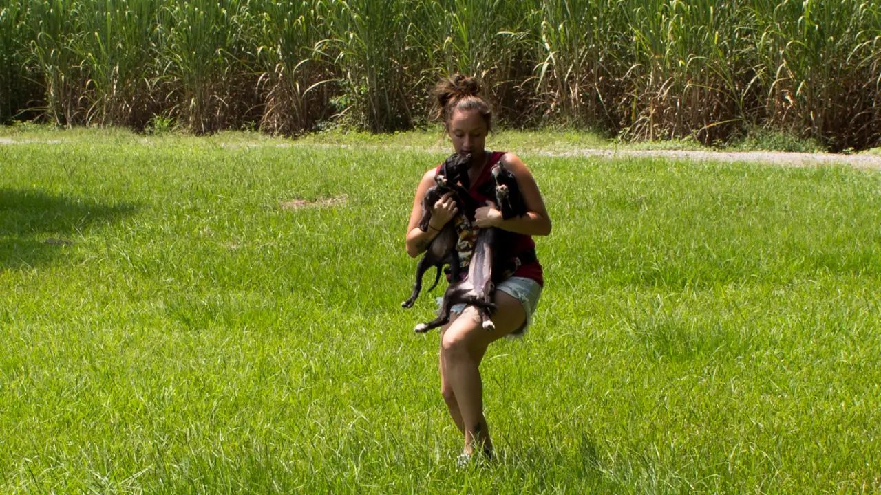 Animal Planet - Pit Bulls & Parolees
