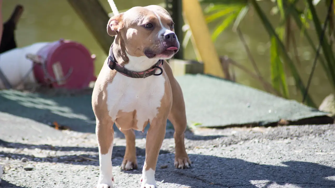 Animal Planet - Pit Bulls & Parolees