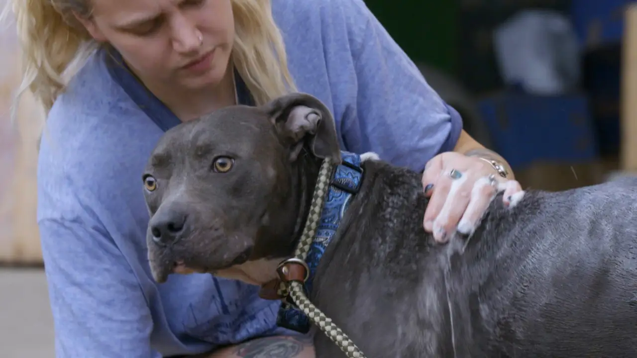 Animal Planet - Pit Bulls & Parolees