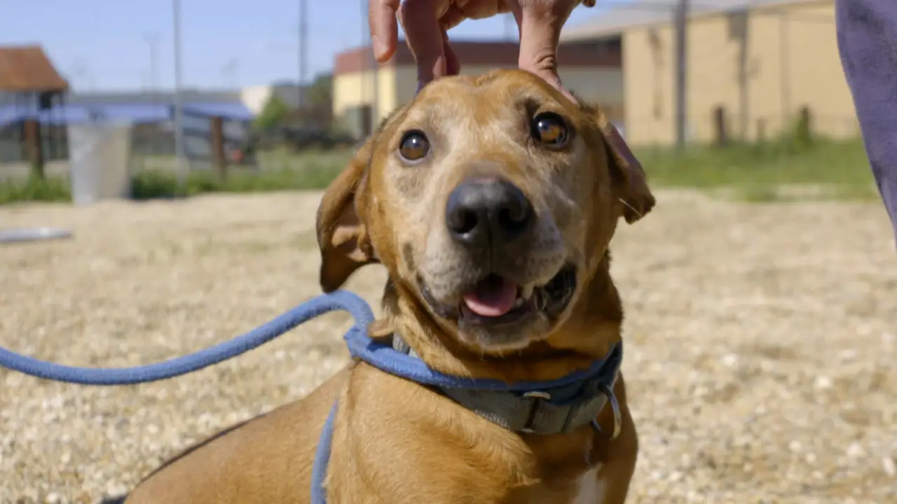 Animal Planet - Pit Bulls & Parolees