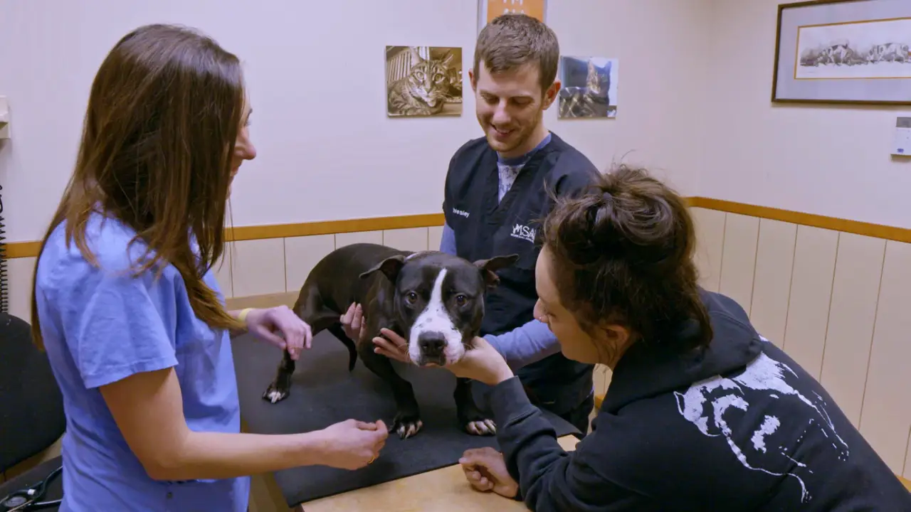 Animal Planet - Pit Bulls & Parolees