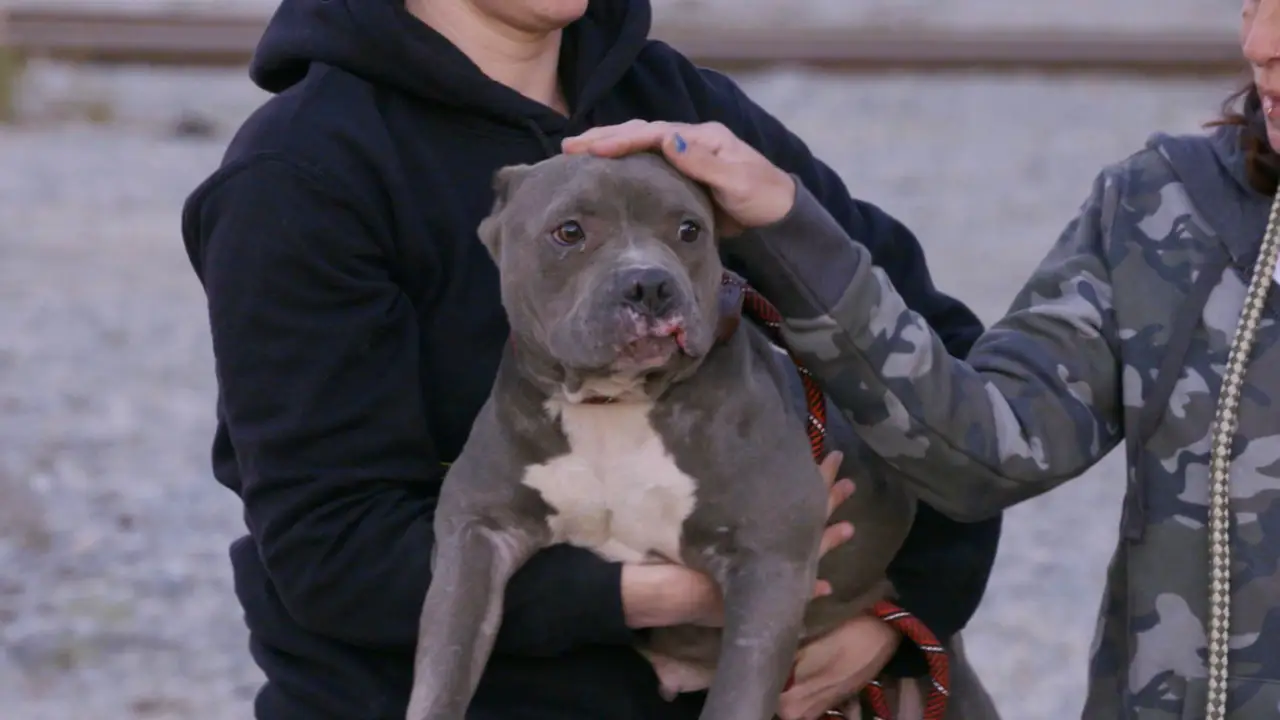Animal Planet - Pit Bulls & Parolees
