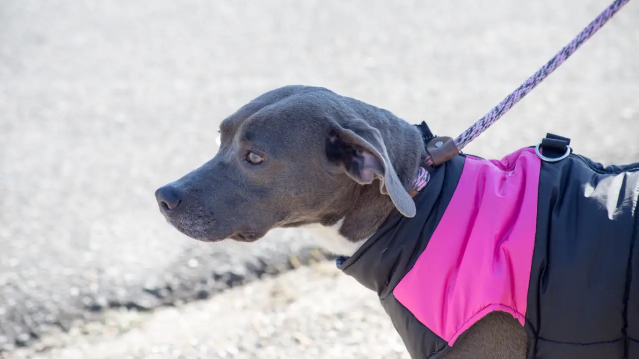 Animal Planet - Pit Bulls & Parolees