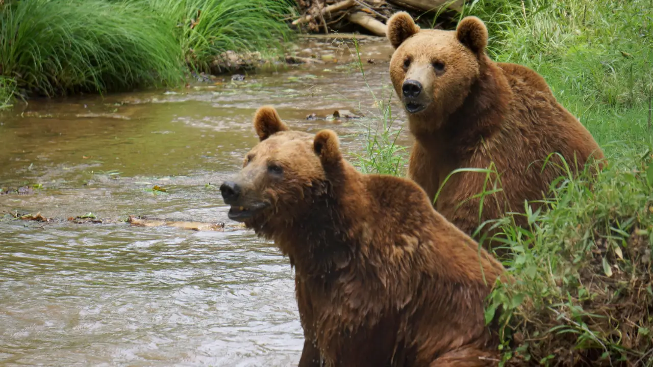 Animal Planet - Project Grizzly