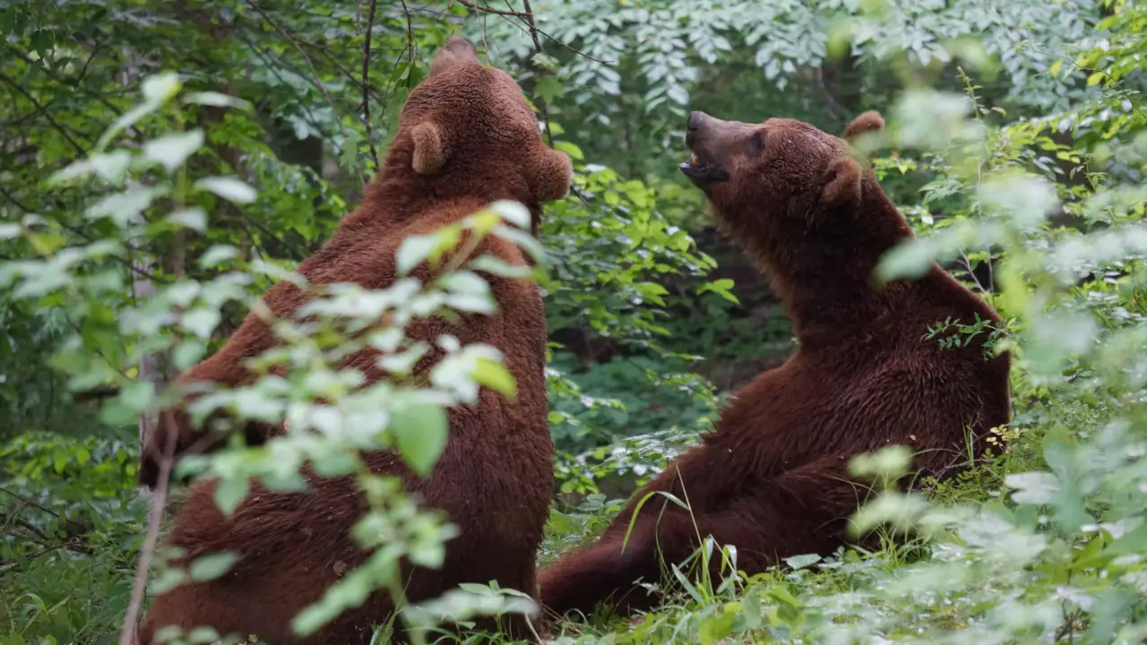 Animal Planet - Project Grizzly