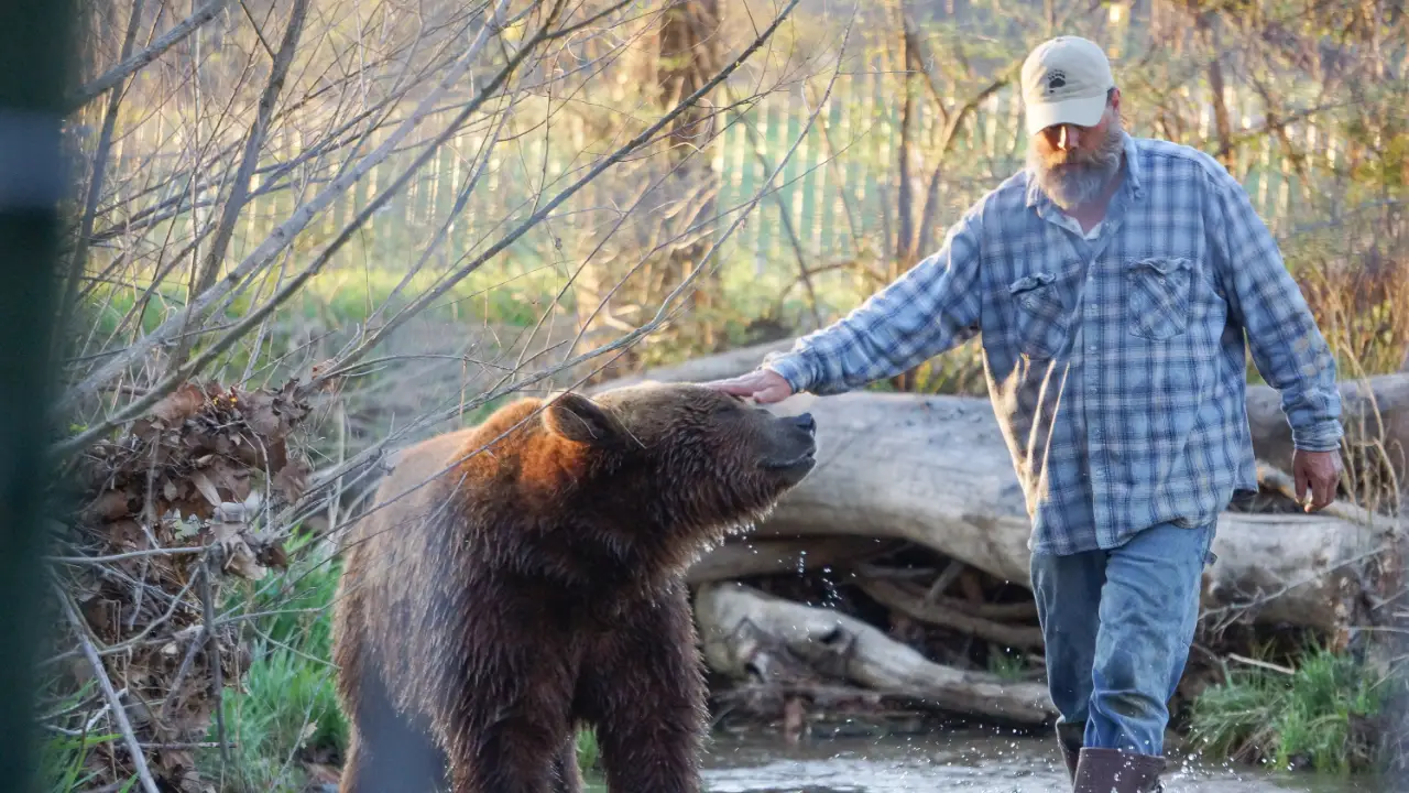Animal Planet - Project Grizzly