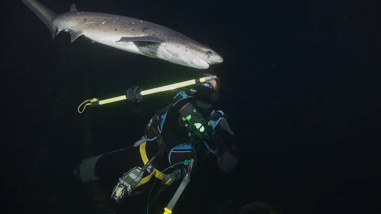 Animal Planet - Sharks of the Shadowland
