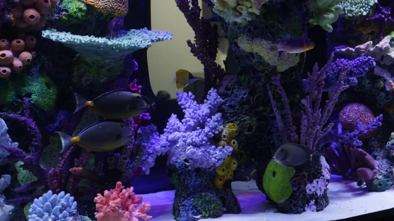 Tanked