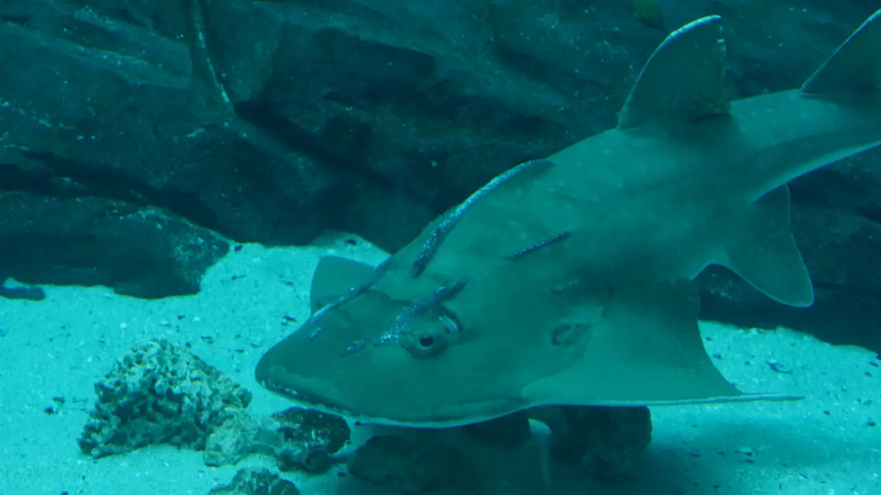 Animal Planet - The Aquarium
