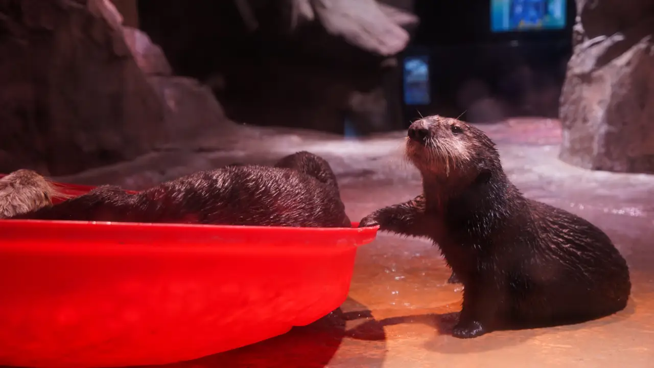 The Aquarium