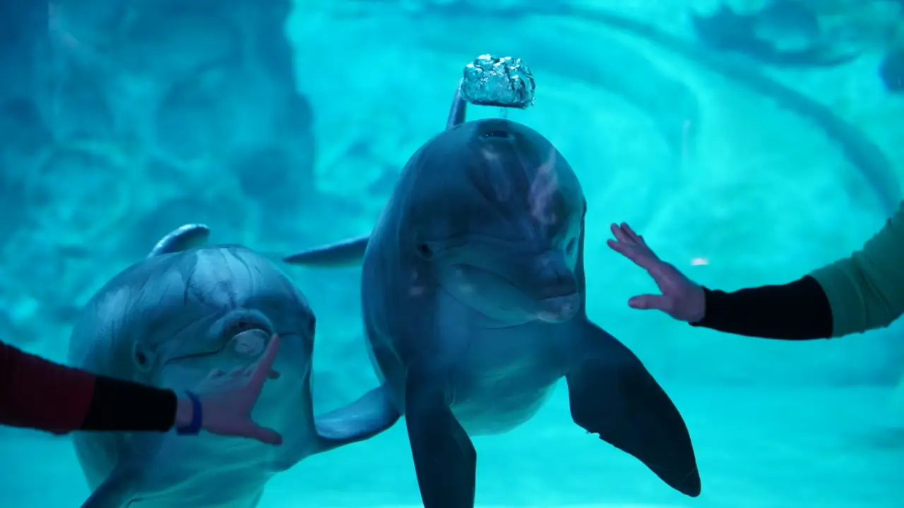 The Aquarium