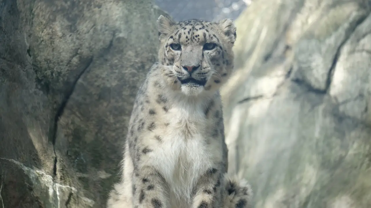 Animal Planet - The Bronx Zoo