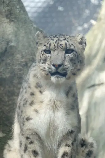 Bild från filmen The Bronx Zoo