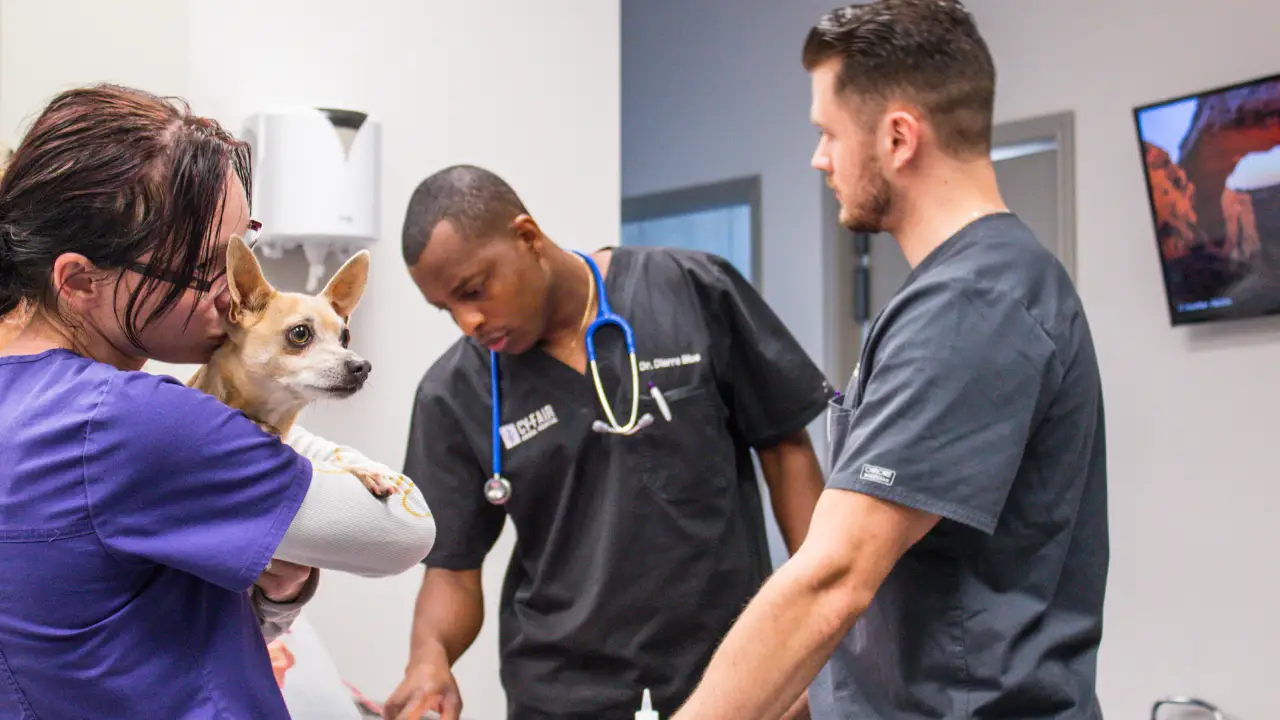 Animal Planet - The Vet Life