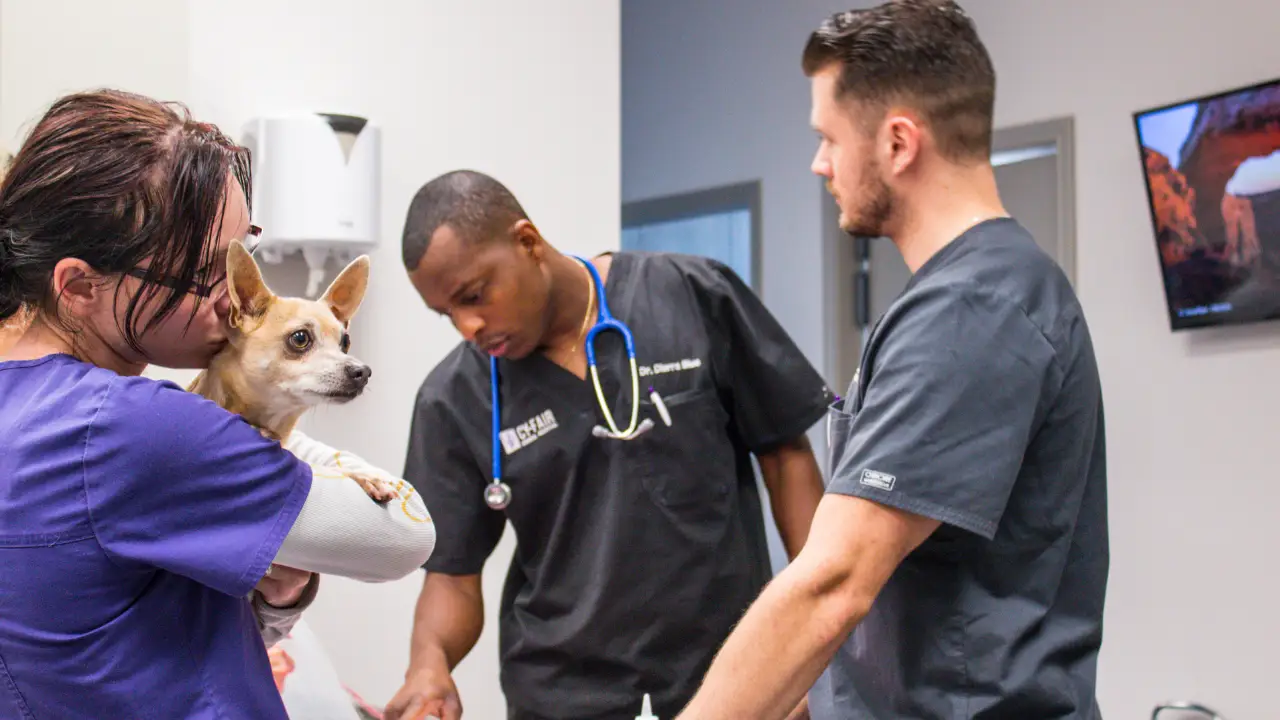 Animal Planet - The Vet Life