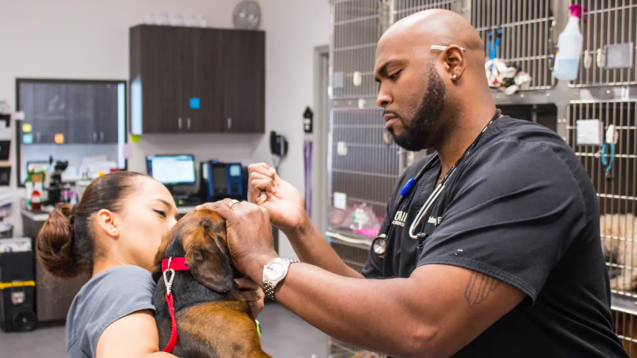 Animal Planet - The Vet Life