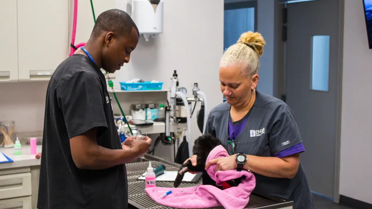 Animal Planet - The Vet Life
