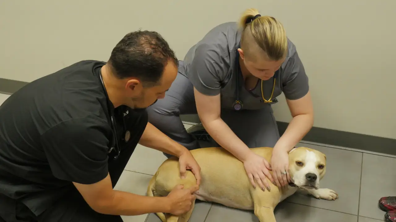 The Vet Life