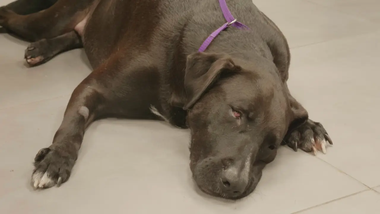 The Vet Life