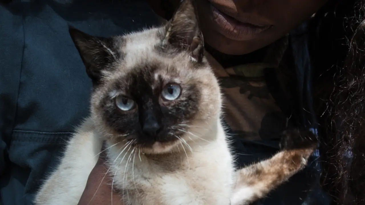 Animal Planet - The Vet Life