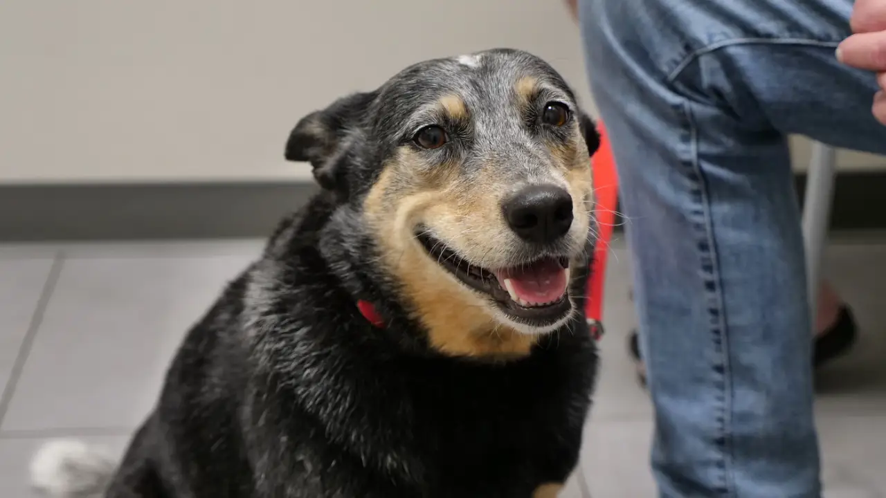 Animal Planet - The Vet Life