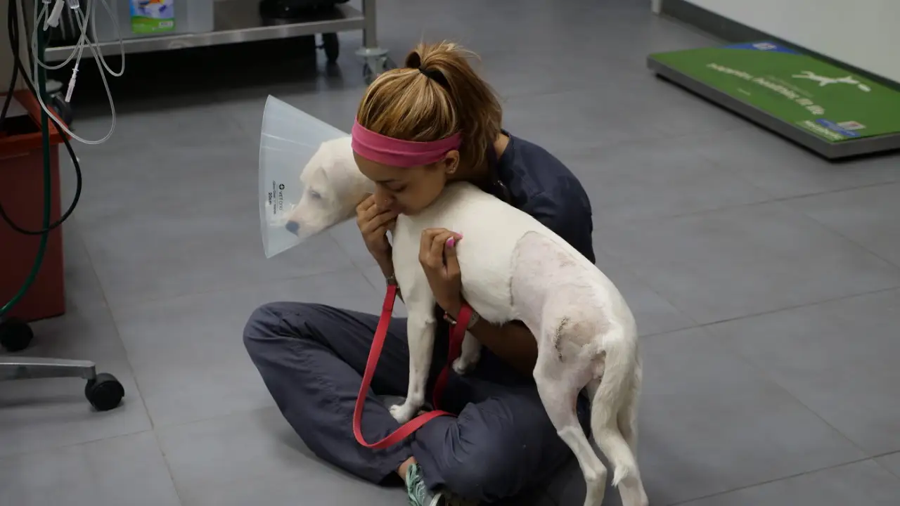 Animal Planet - The Vet Life