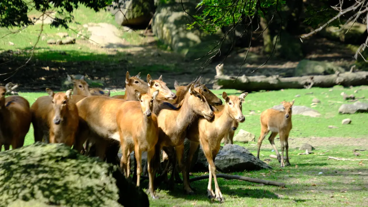 The Zoo