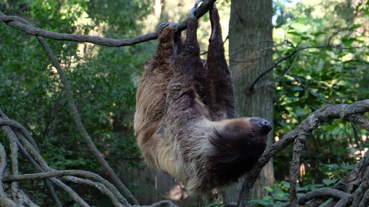 Animal Planet - The Zoo