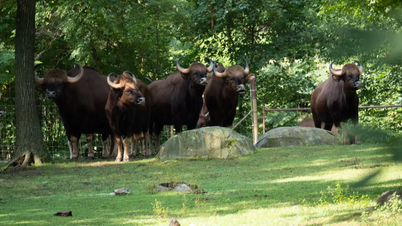 Animal Planet - The Zoo
