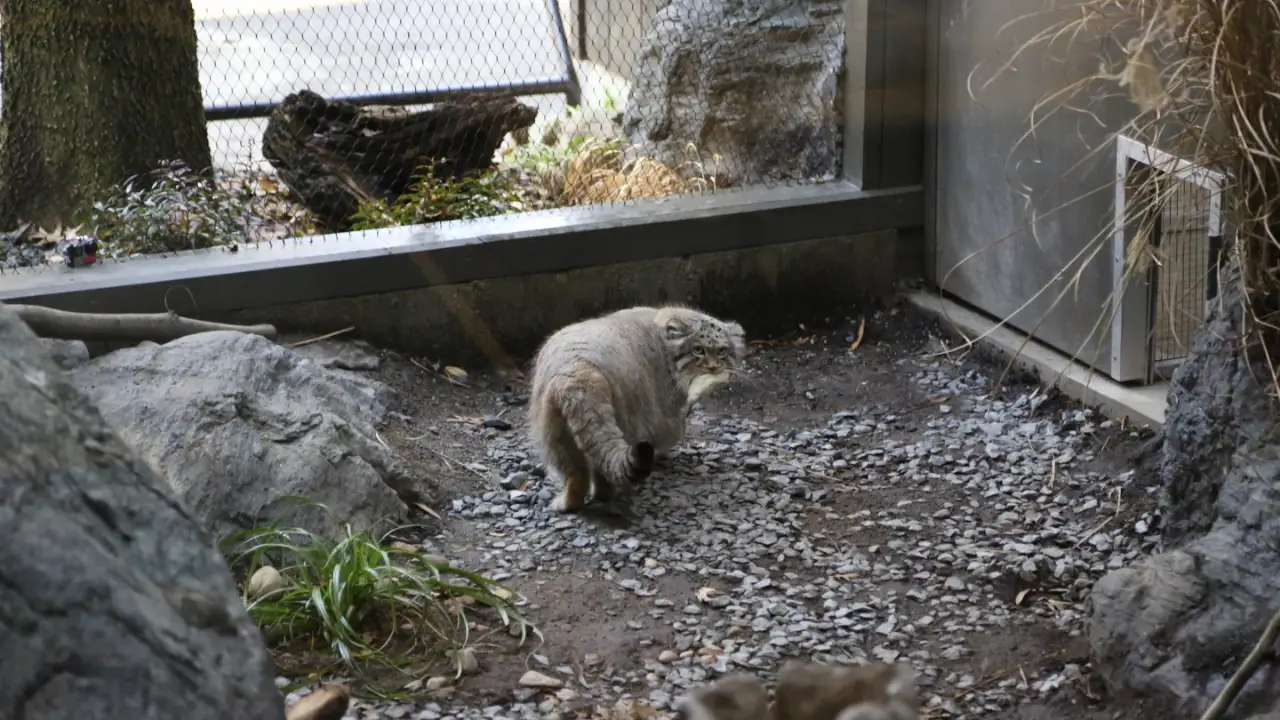 Animal Planet - The Zoo